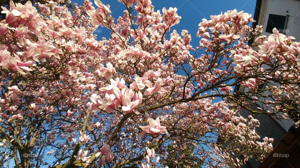 my magnolia in my hearth