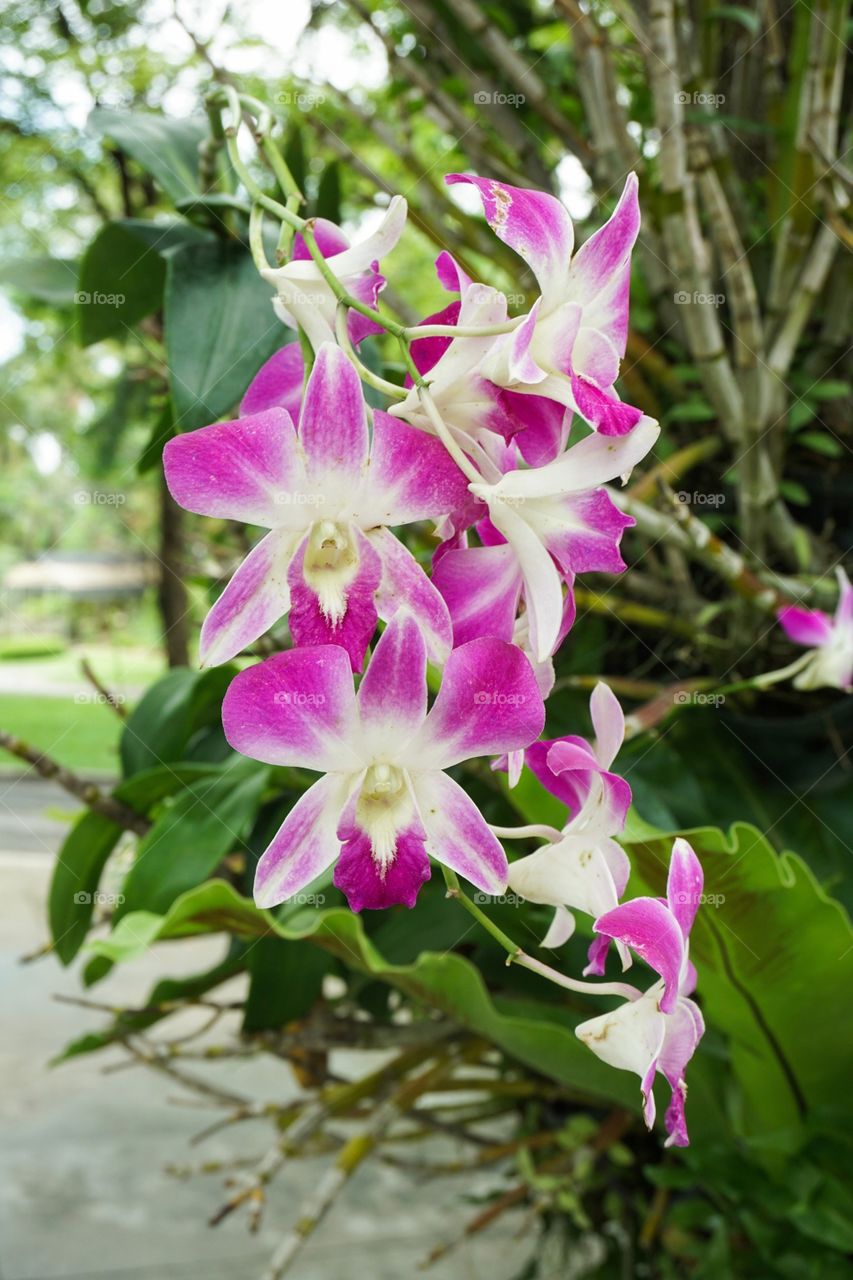 Pink orchid flower in nature garden