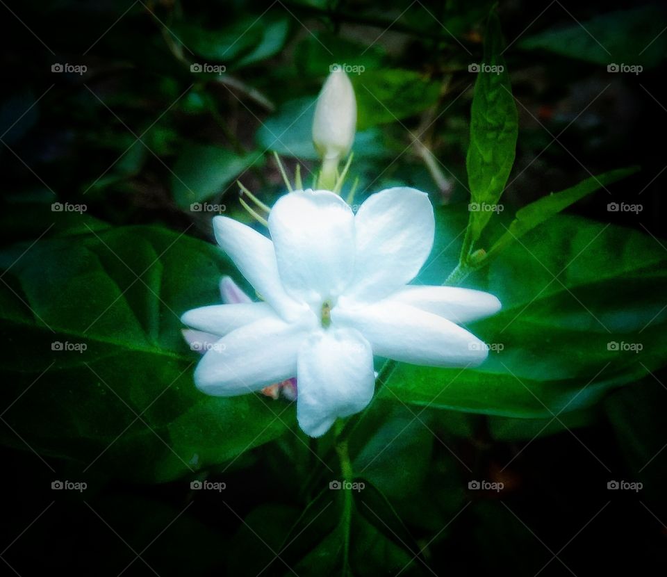 The beauty of jasmine