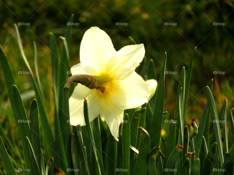 simple Spring daffodil 