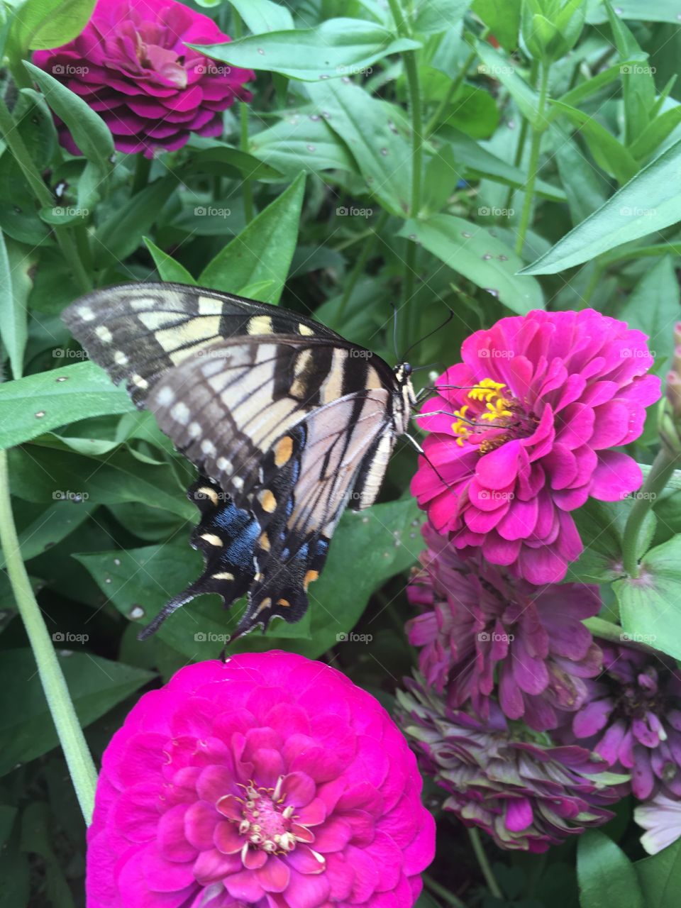 Swallowtail butterfly 
