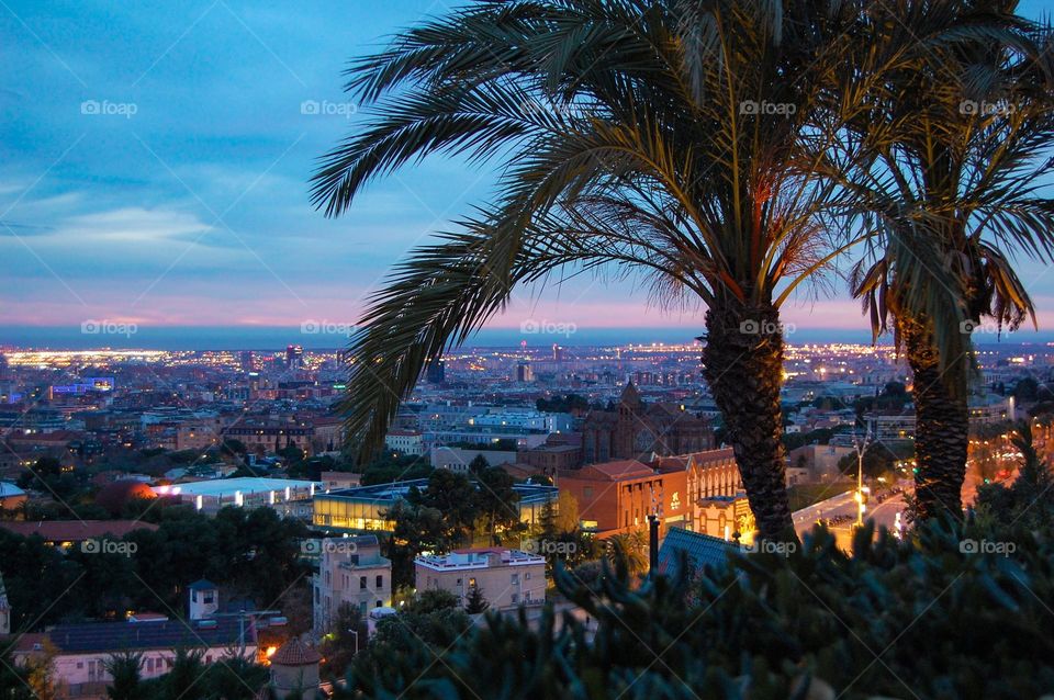Landscape of palm tree with Barcelona city on the background during sunset 