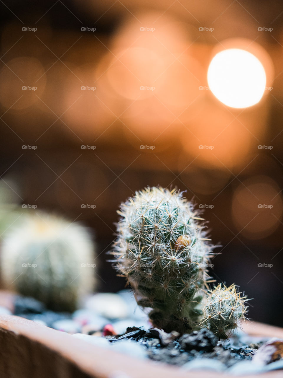 Tiny cactus