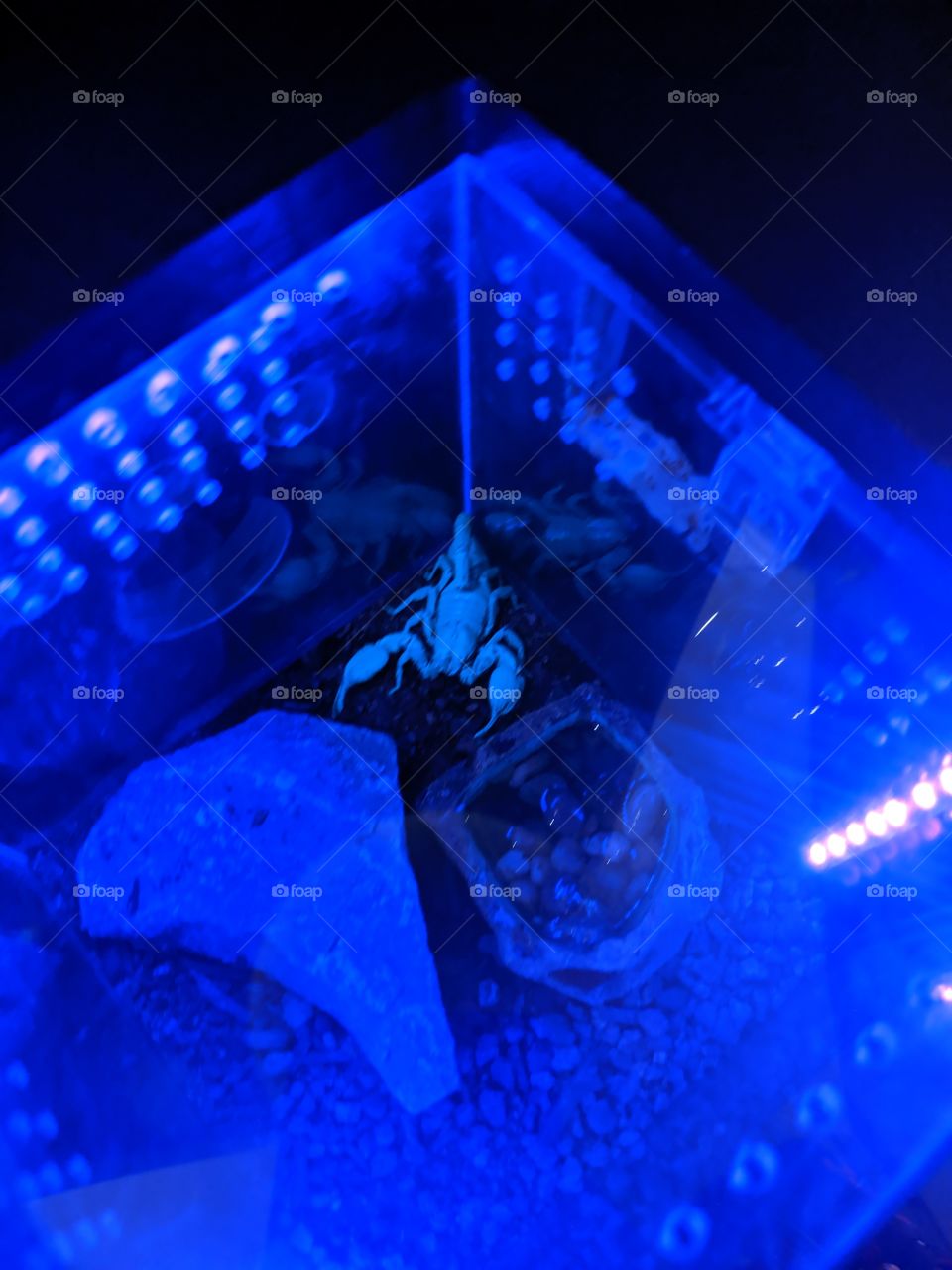 scorpion under a blue light.