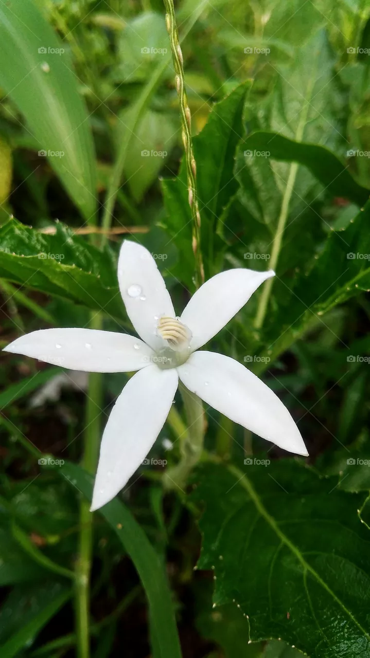 herbal flower
