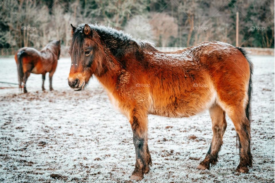 Beautiful horses in the snow