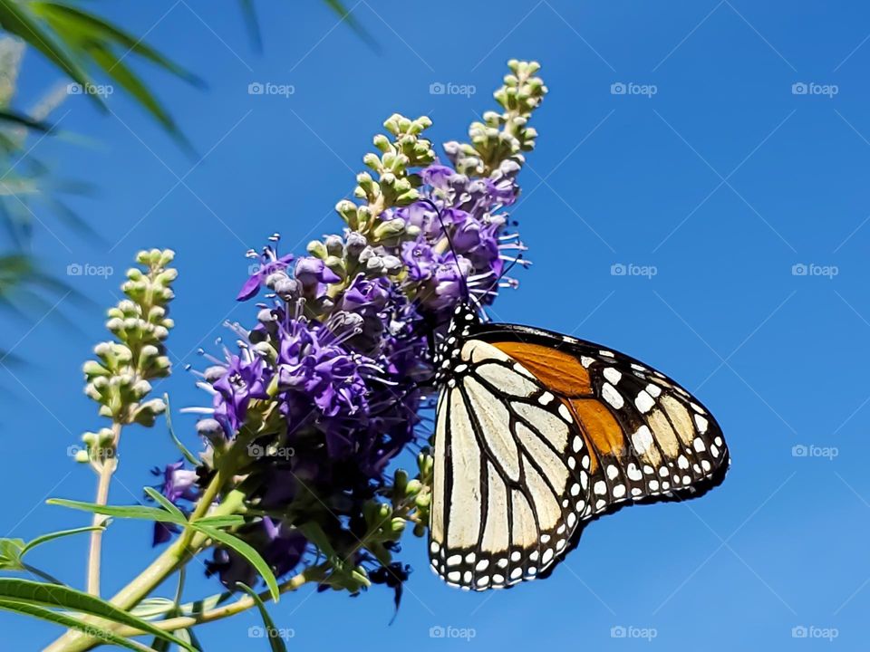 The beautiful endangered monarch butterfly feeding on the purple cluster flowers of a chaste tree on a clear bright blue sky day.