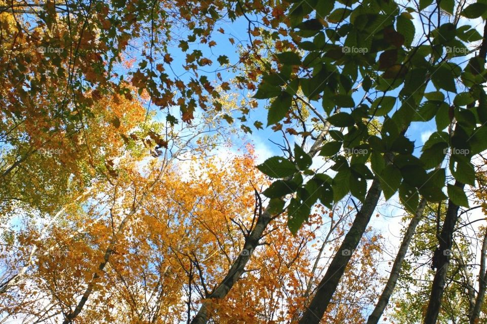Vermont Leaves