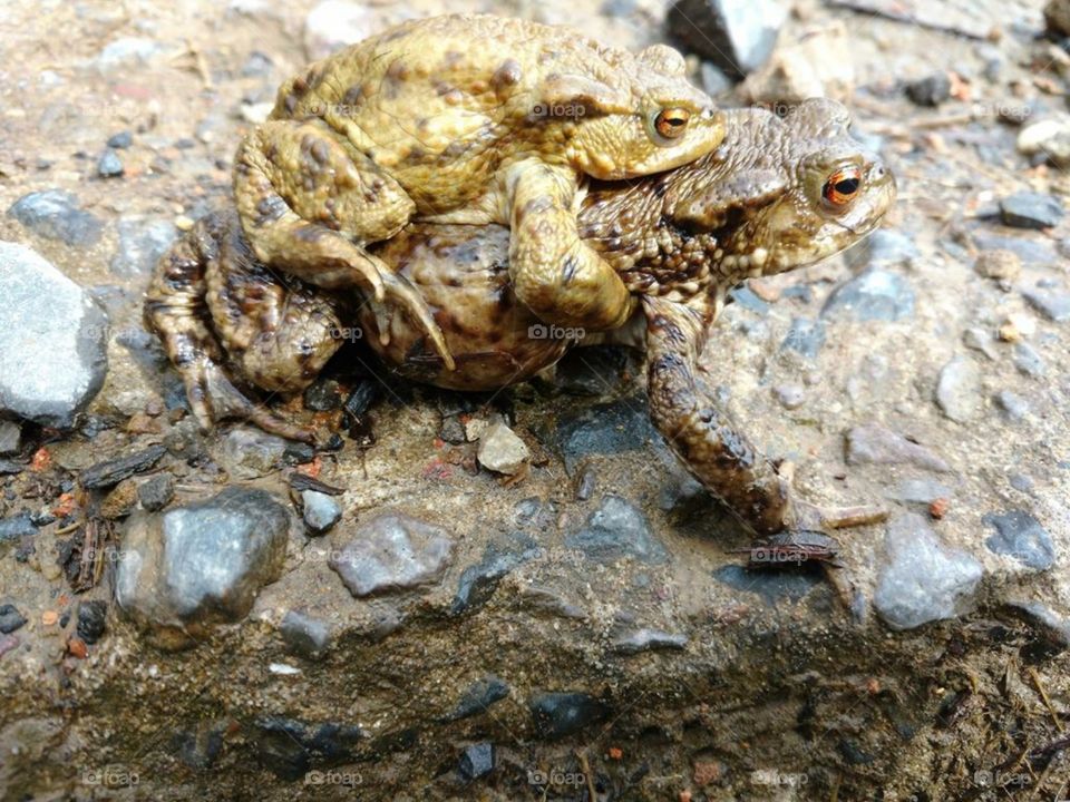 Toads crossing on mountain path, Abernant, Aberdare, Wales - Spring, 2018