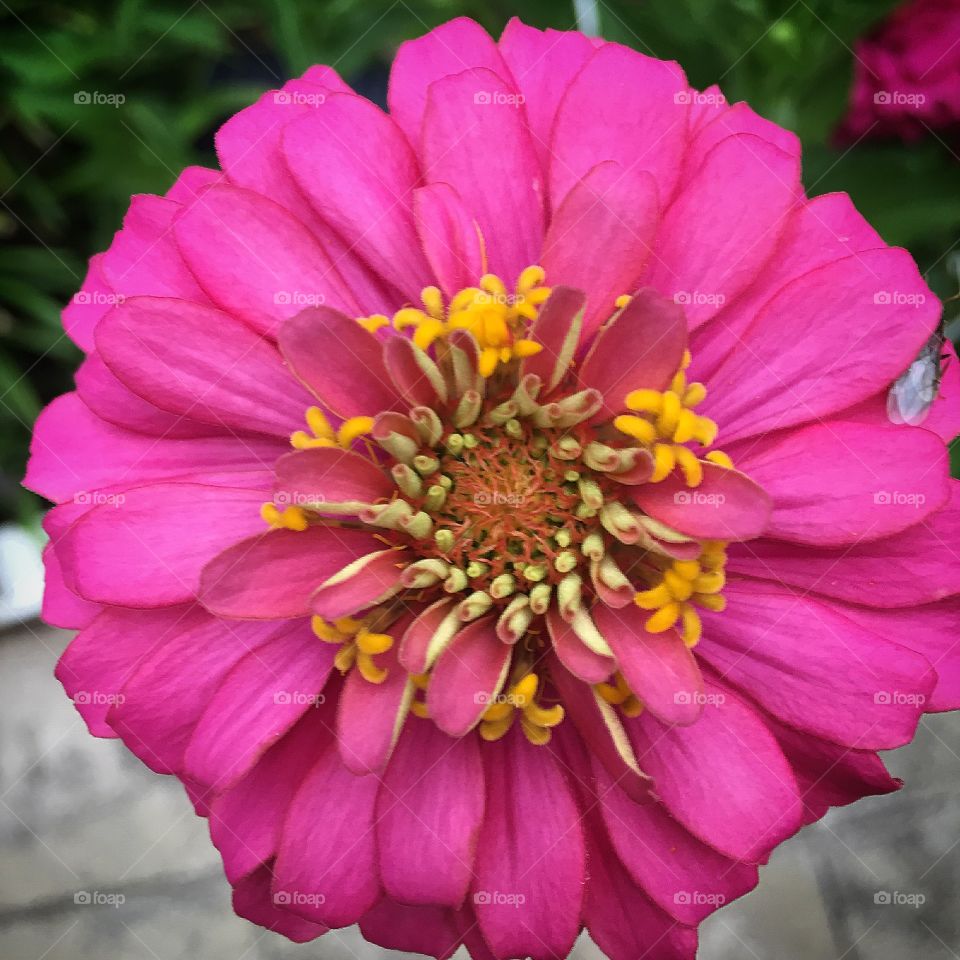 Pink flower blooming at outdoors