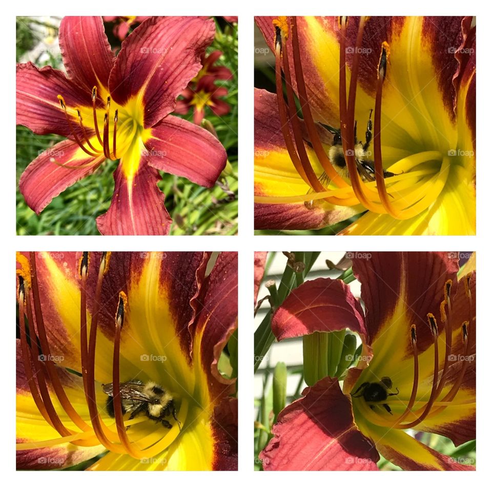 Bee working hard in the lilies