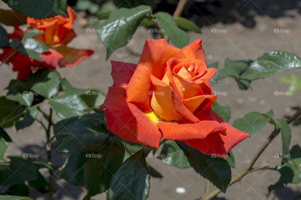 Orange rose.