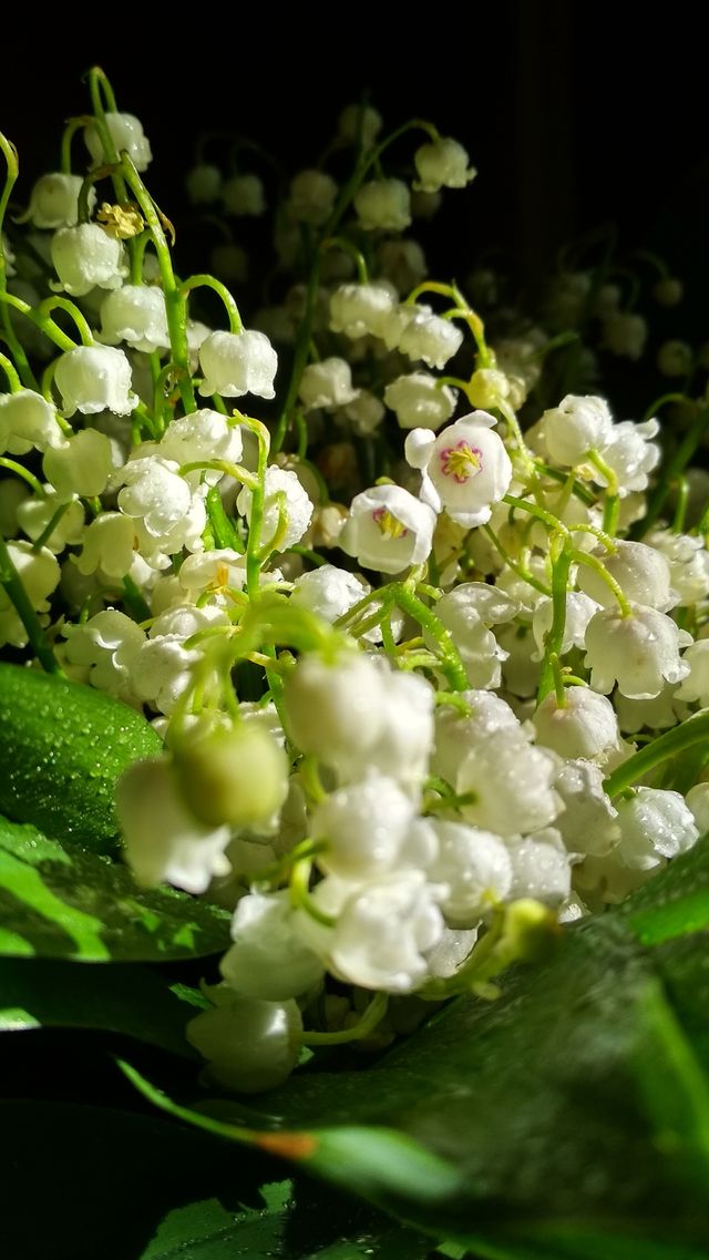 Tender beauty