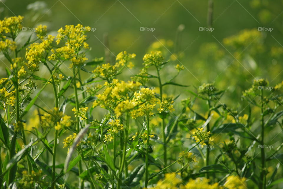 yellow flower