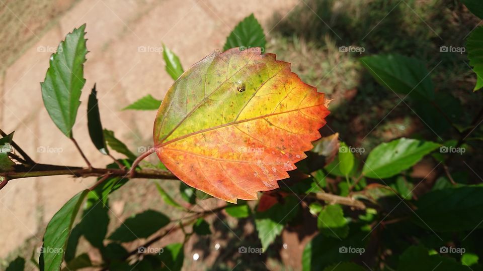 leaf