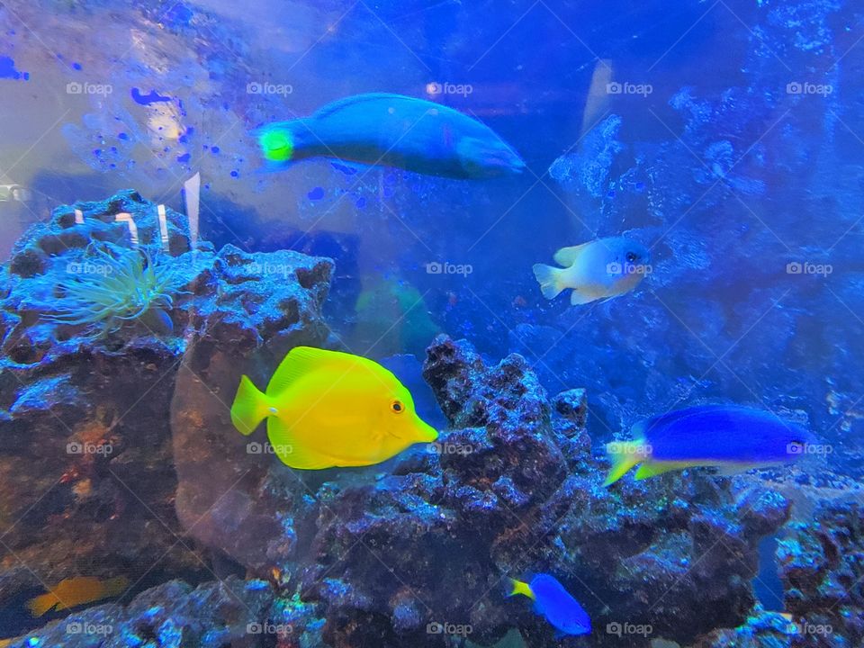 Watching Fish in an Aquarium