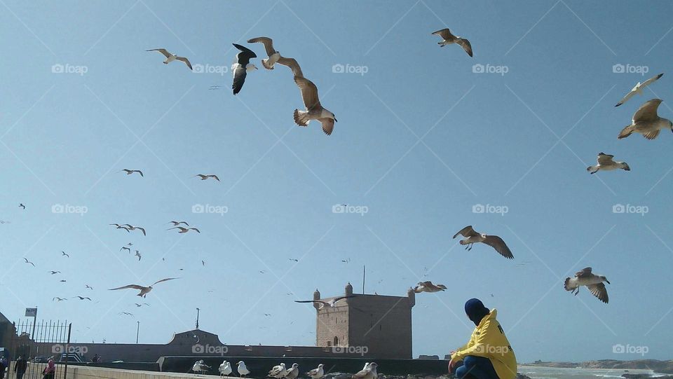 A young girl looking at a flock of seagulls