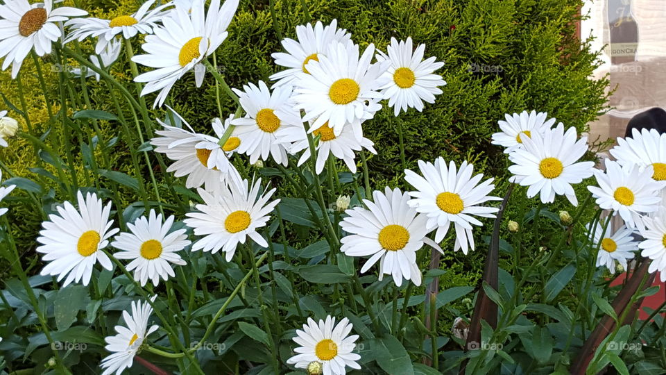 Daisys Galore