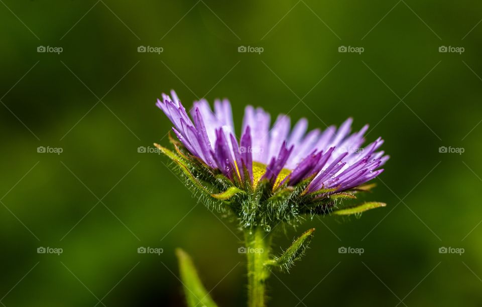 dew drops on the purple flower