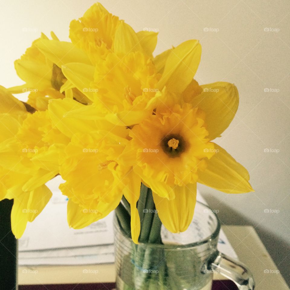 Spring yellow daffodils 