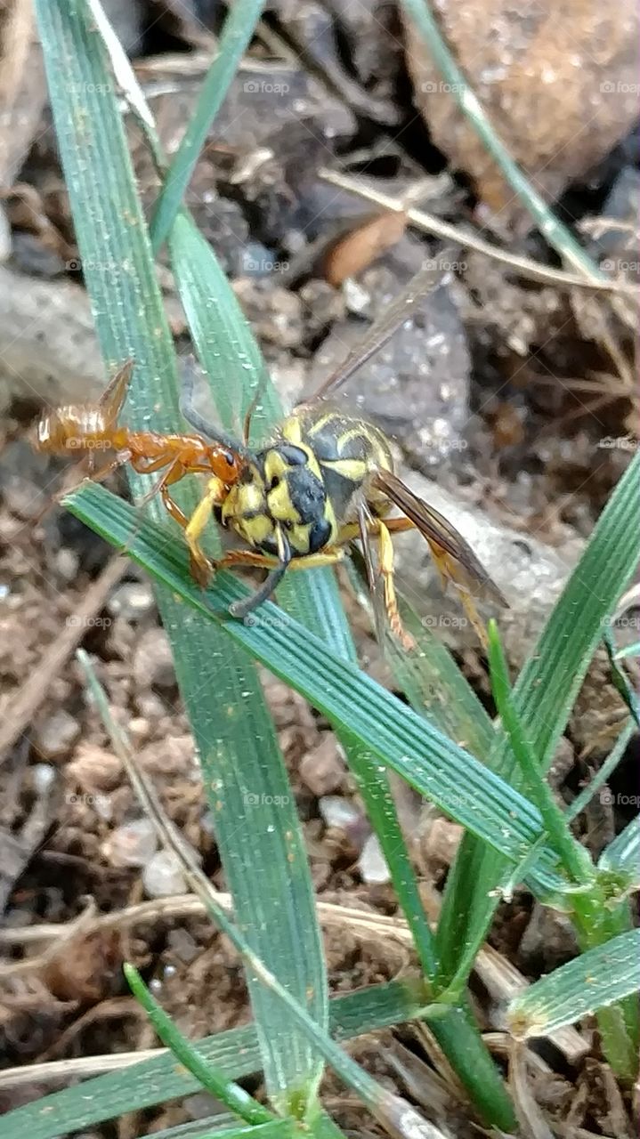 Nature, Insect, Flora, Closeup, Little