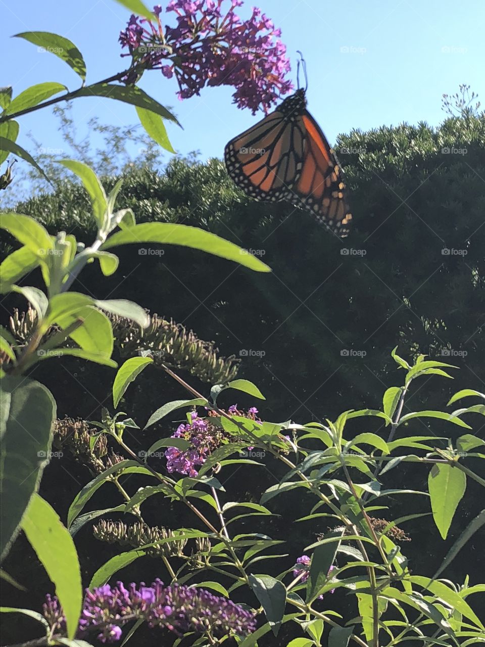 Butterfly on a bush