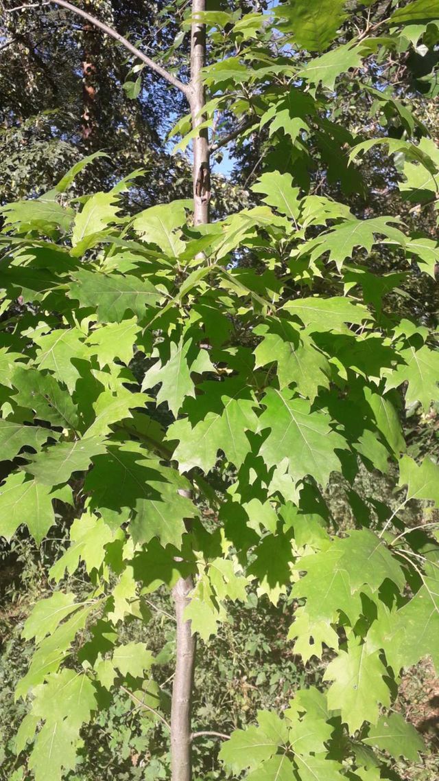 nice tree