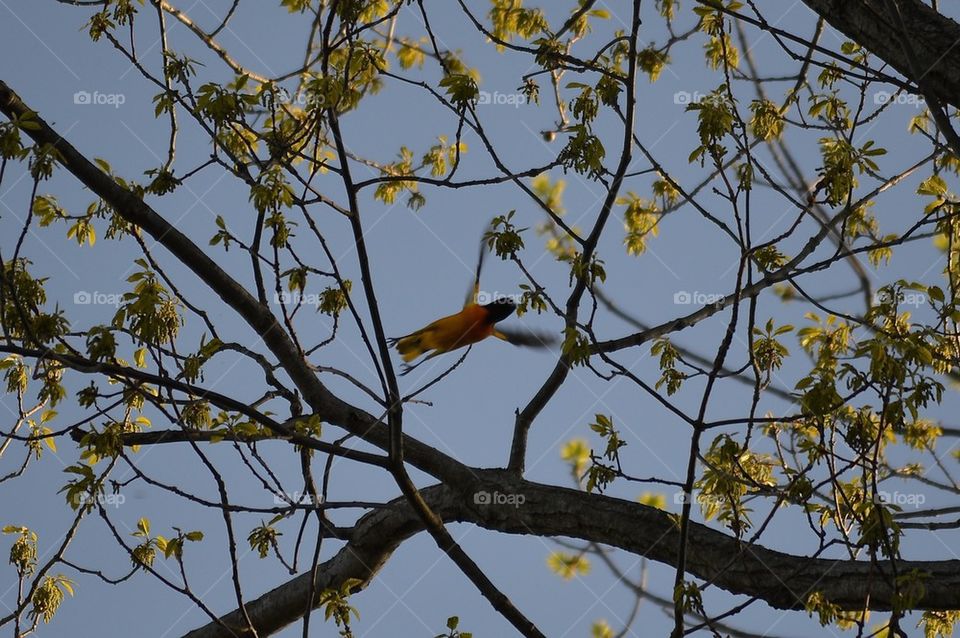 Bird in flight