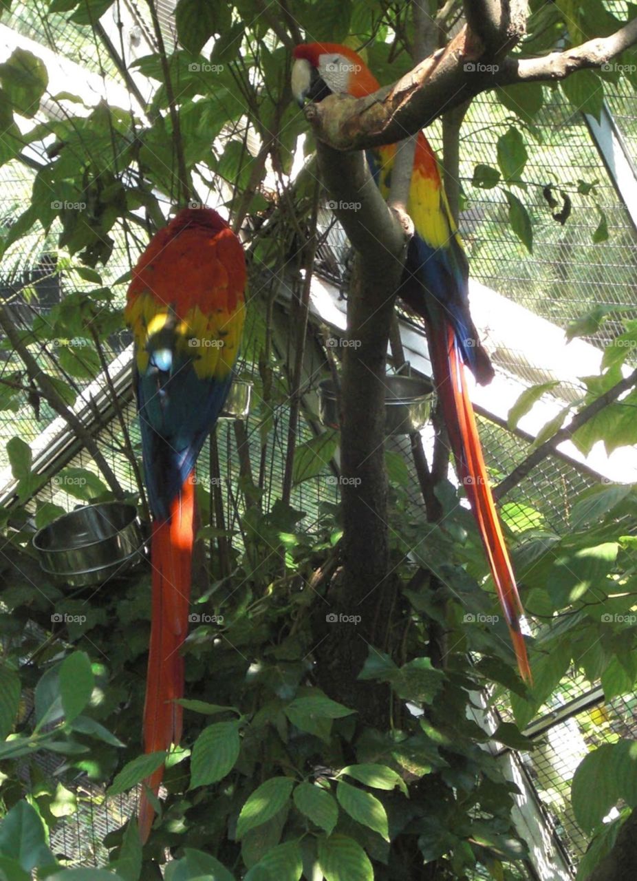 Two Parakeets on a tree branch