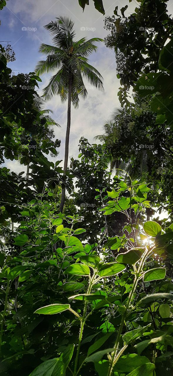 A Beautiful morning in the summer..