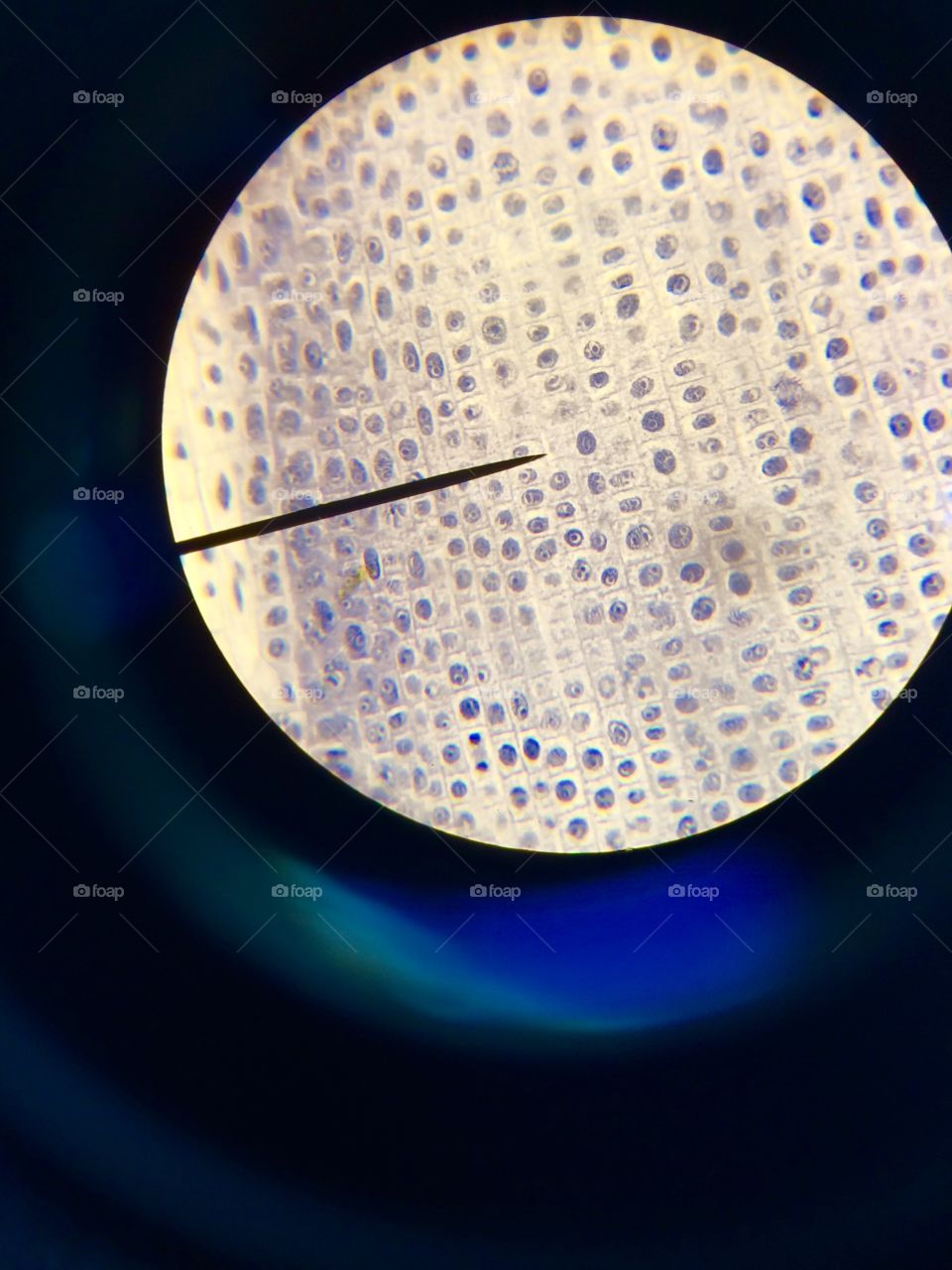 Cells through a microscope 