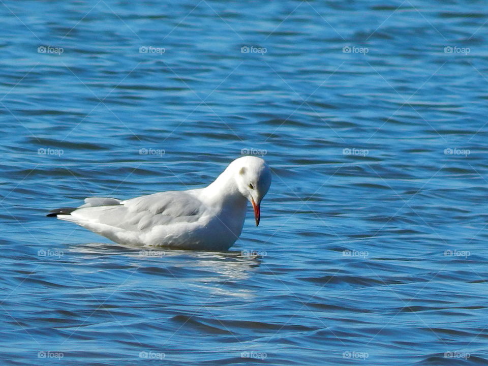 Seagull is looking for fish under water