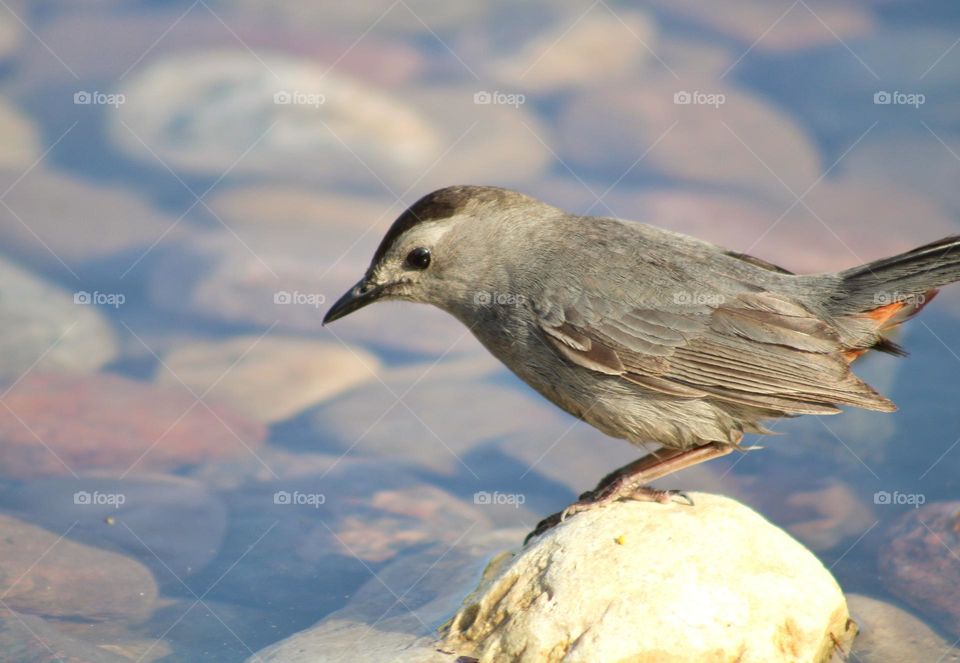 gray catbird by the water