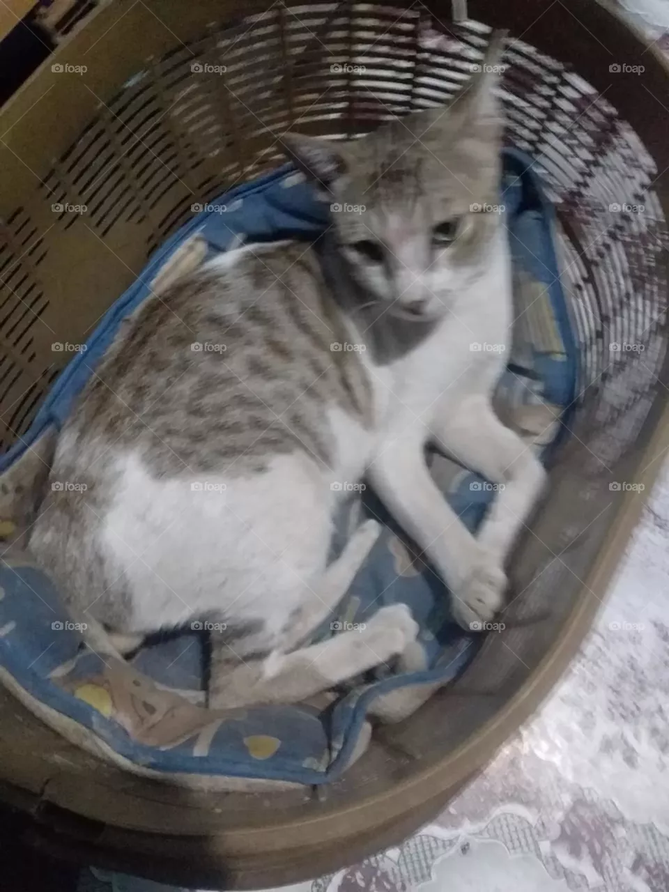 cat
