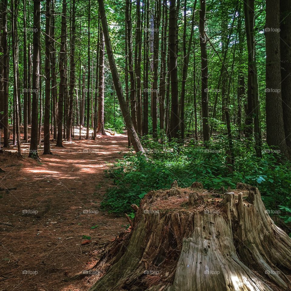 Stump in the forest