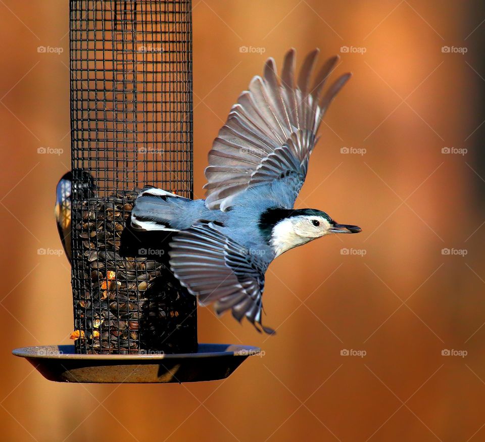 white-breasted nuthatch