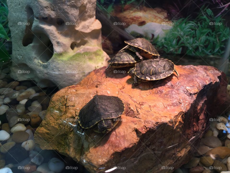 Leonardo, Donatello, Michelangelo and Rafael hanging out before the big fight! Ninja Turtles
