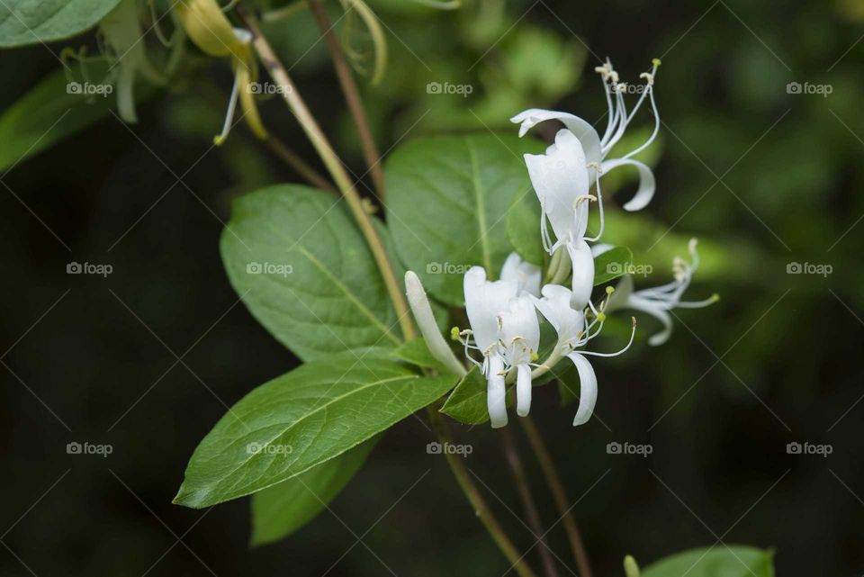 Honeysuckle