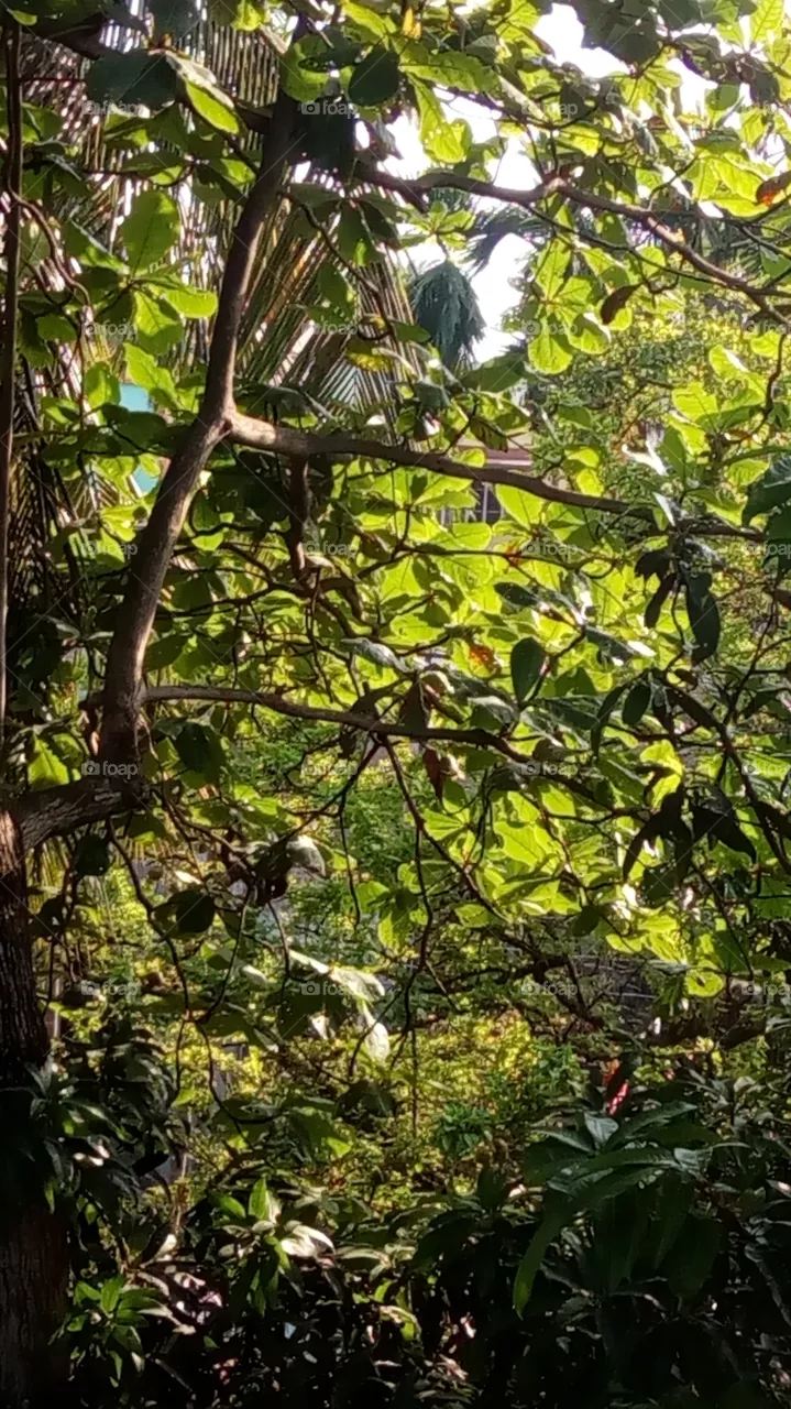 forest