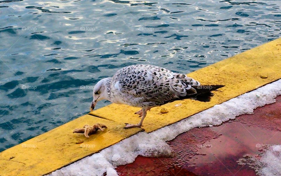 The seagull is going to eat the starfish🕊️ Winter❄️Sea🌊