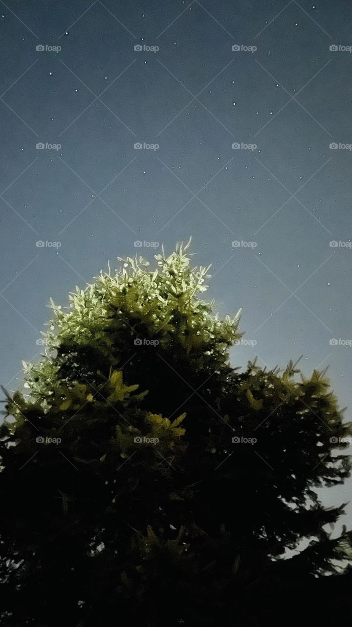 Tree and stars in the night sky