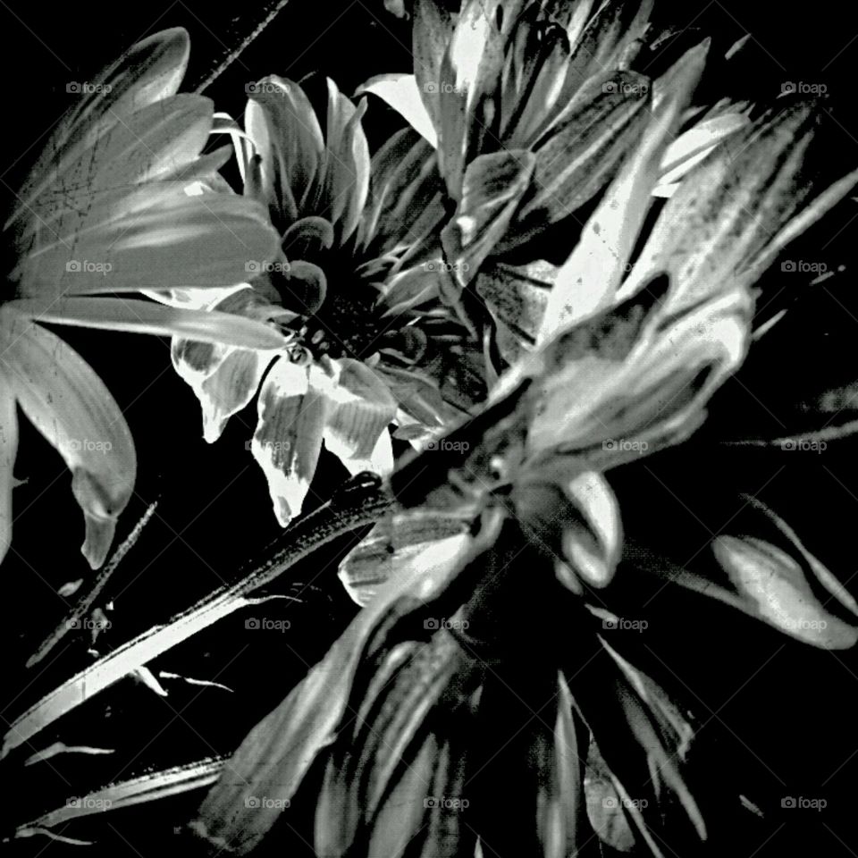 b+w dahlias