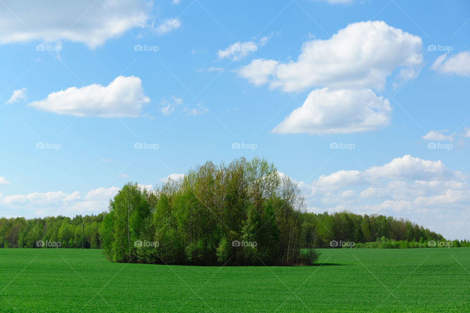 Landscape field