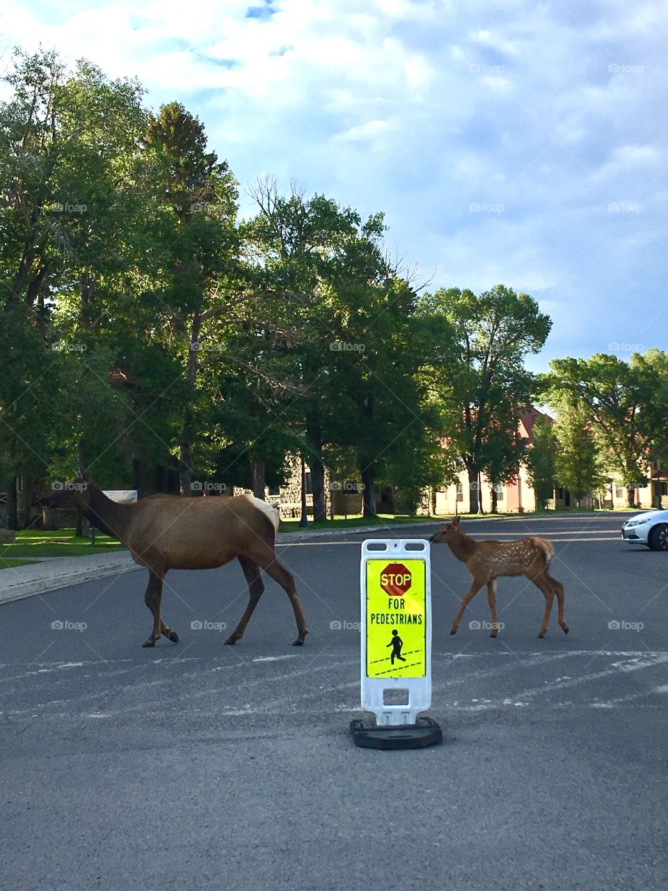 An Elk and her calf, just obeying road rules in Yellowstone National Park, USA