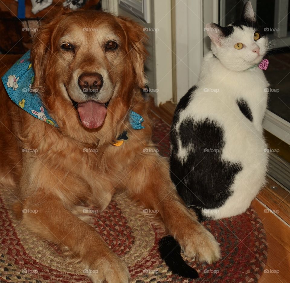 Catch a cat by its tail!