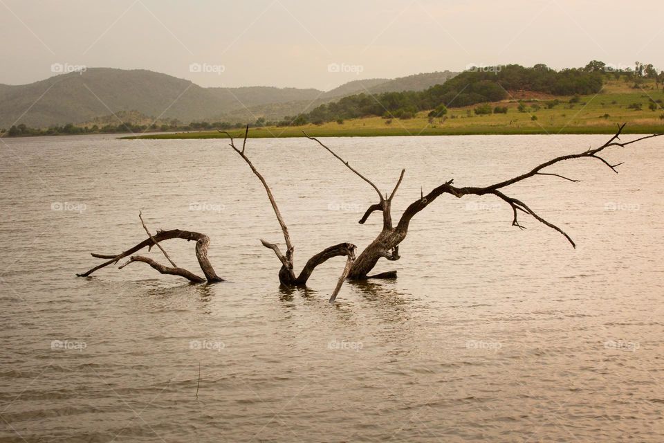 minimalism - dead tree branches in lake on an overcast, dark day