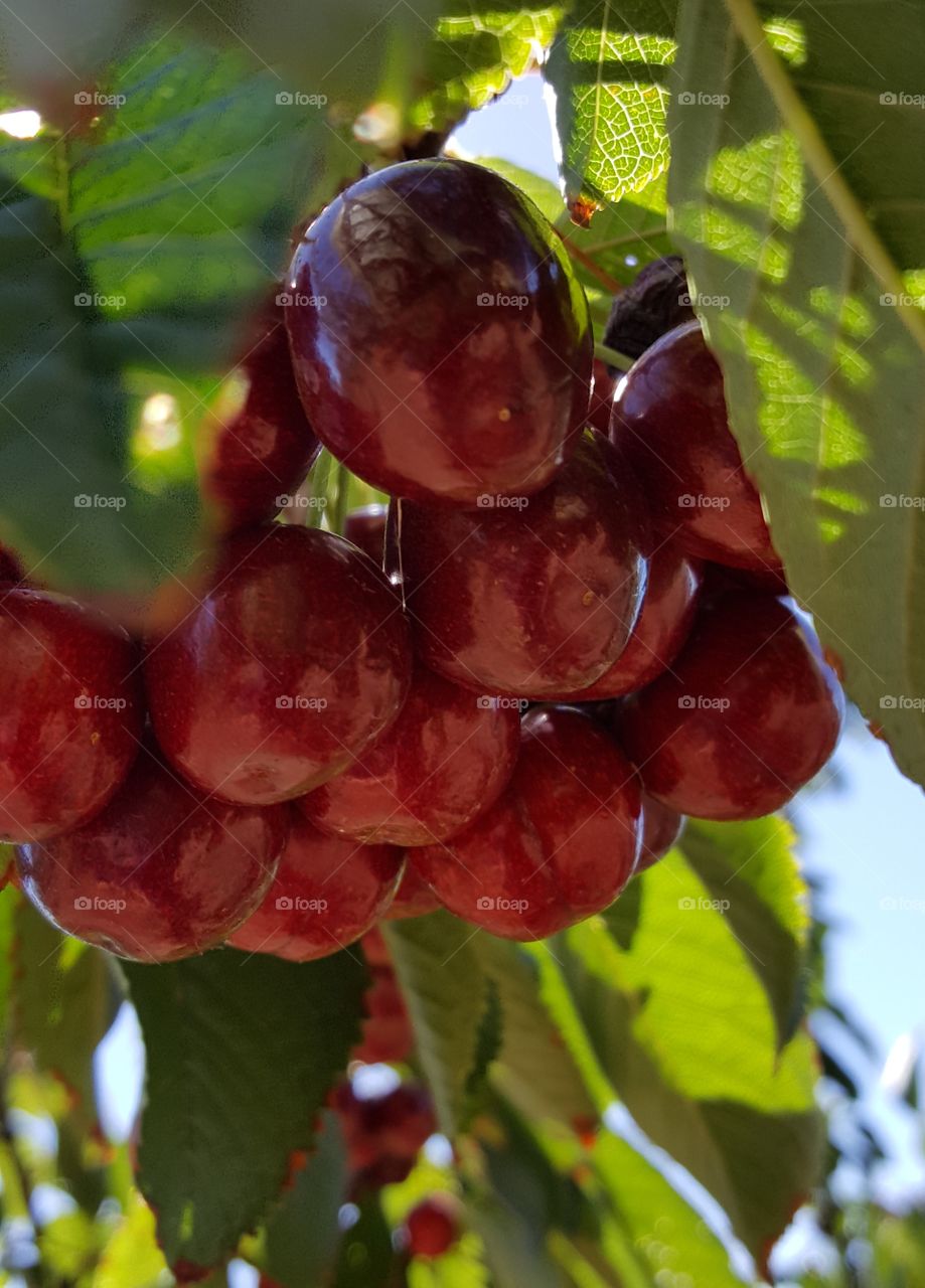 batch of cherries