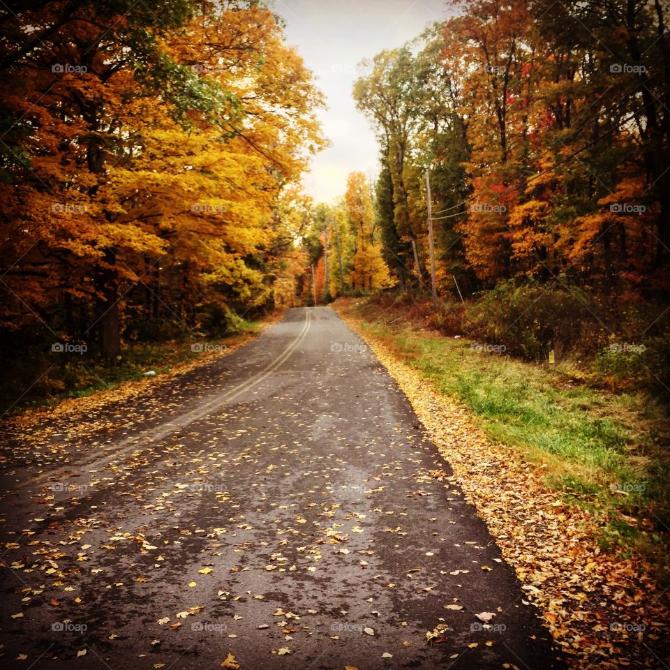 Road, Fall, Guidance, Leaf, Landscape