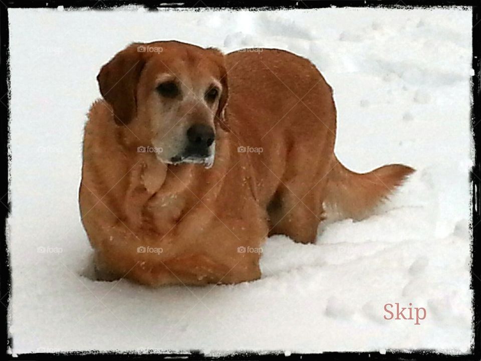 dog in snow