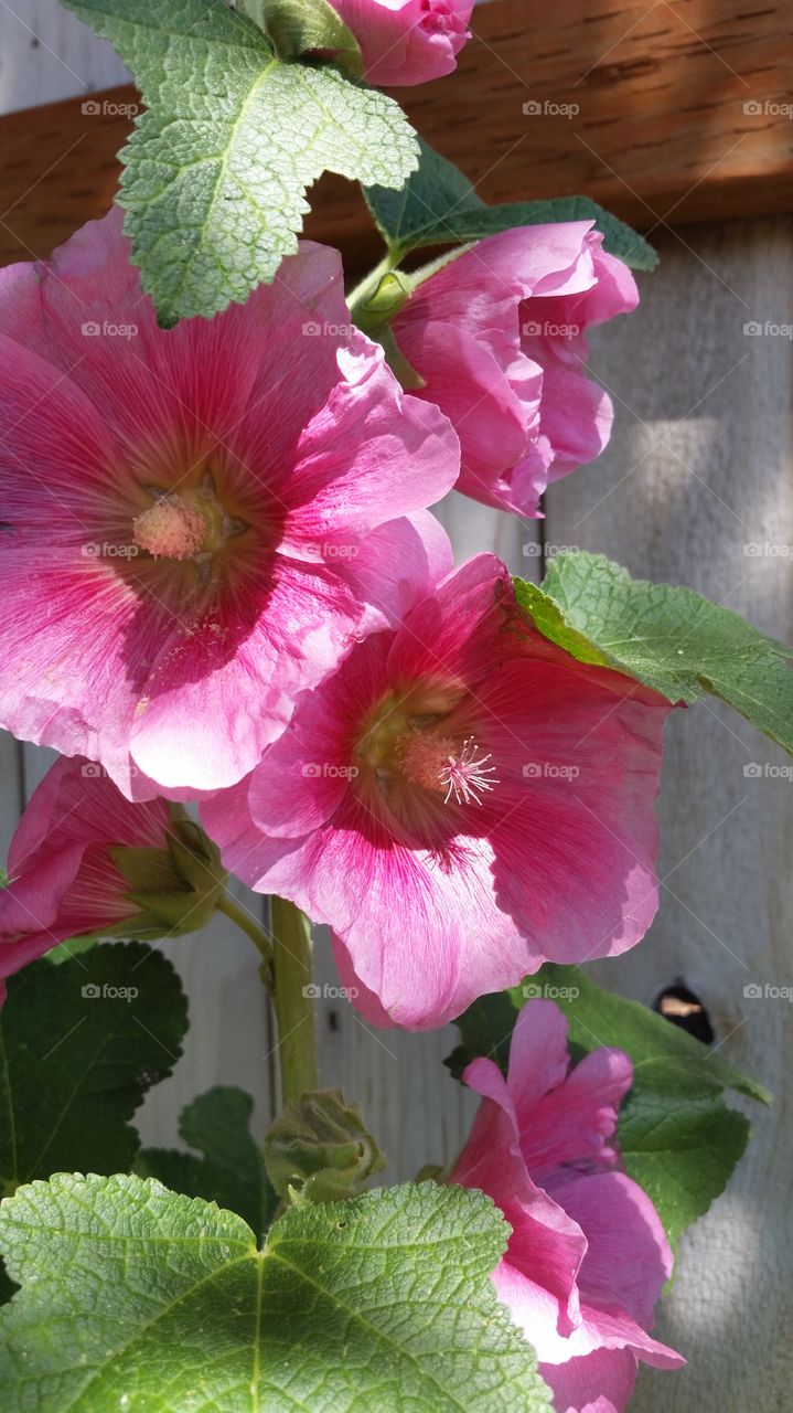 my 2015 Pink Hollyhocks. comes back in different shades